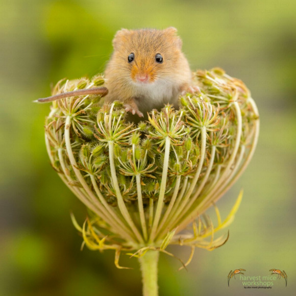 mousewife